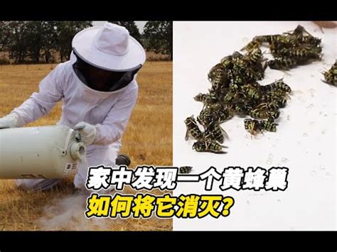 黃蜂巢風水|2024蜂巢處理最新指南